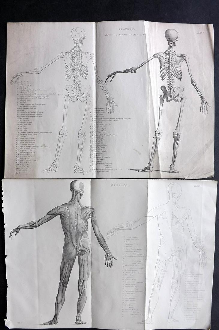 Nat. Encyclo. C1875 Pair of Folio Anatomy Prints (1 of 2)