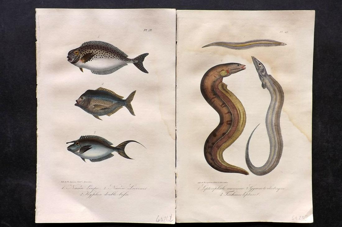Lacepede, Bernard 1835 Pair of HCol Fish Prints (1 of 2)