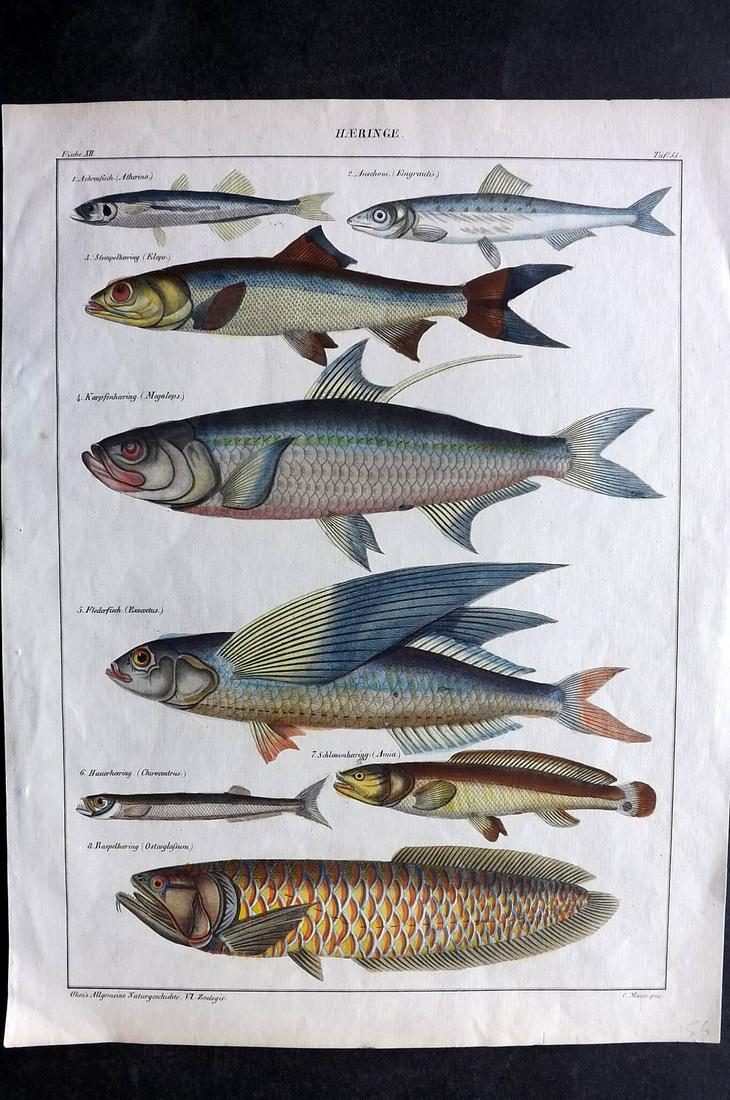 Oken, Lorenz 1843 Hand Col Fish Print. Flying Fish etc (1 of 2)