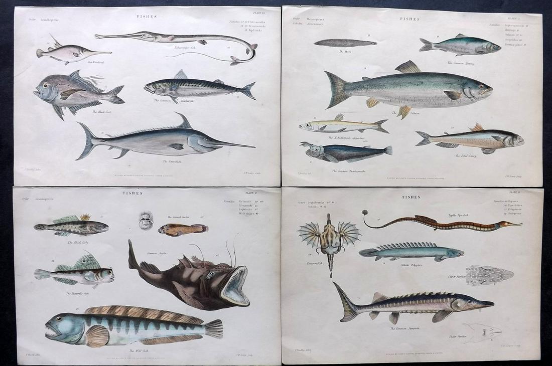 Richardson, John 1862 Lot of 4 Hand Col Fish Prints: Hand Colored Steel Engravings/Etchings Published 1859-62 by William Mackenzie, Edinburgh & London for "The Museum of Natural History" by John Richardson. Paper Size: 10.5 x 7 inch (27 x 18cm) Very min