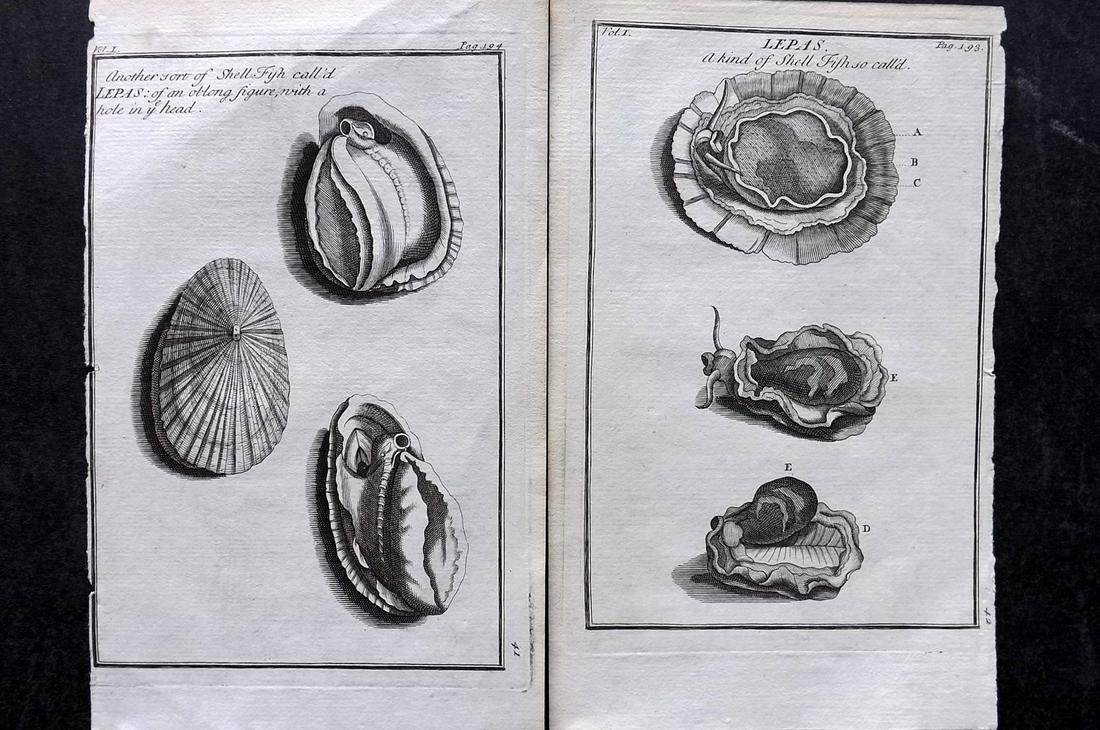 Tournefort, Joseph 1718 Pair of Shell Prints (1 of 2)