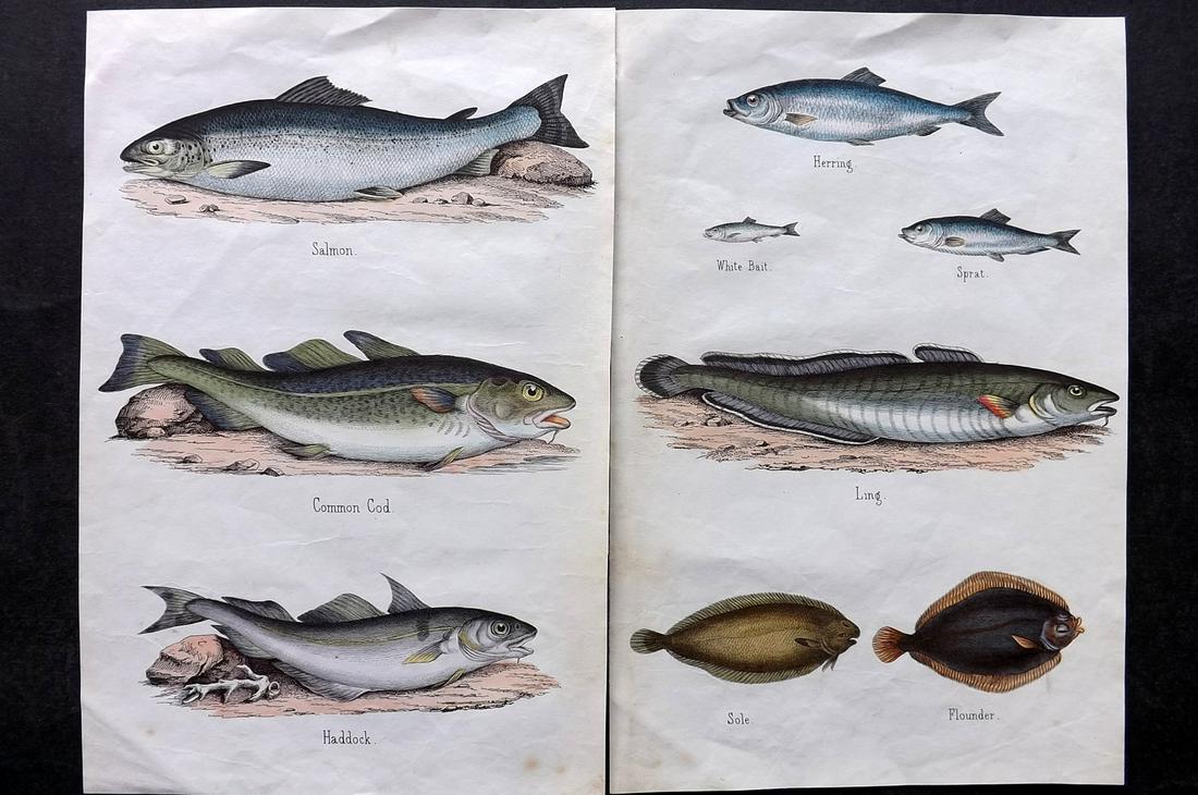 White, Adam 1859 Pair of Hand Col Fish Prints (1 of 2)