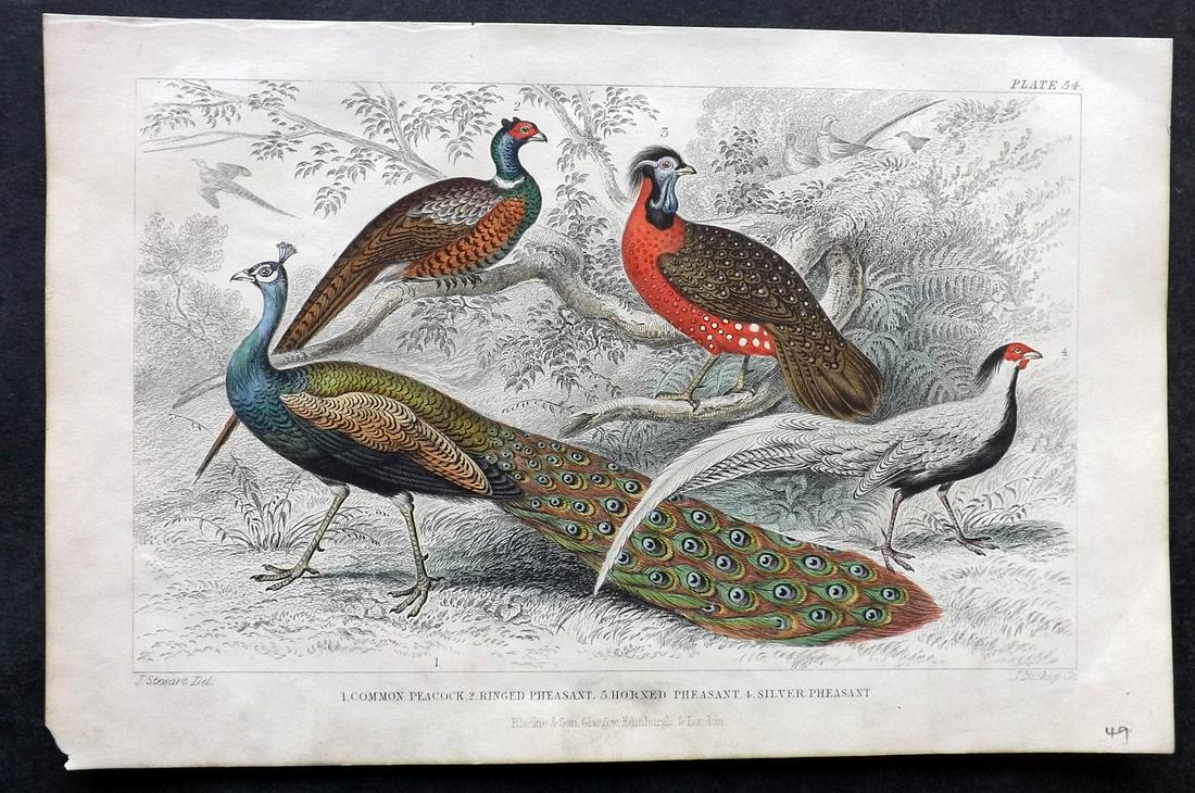 Goldsmith, Oliver C1860 HC Bird Print. Peacock Pheasant (1 of 2)