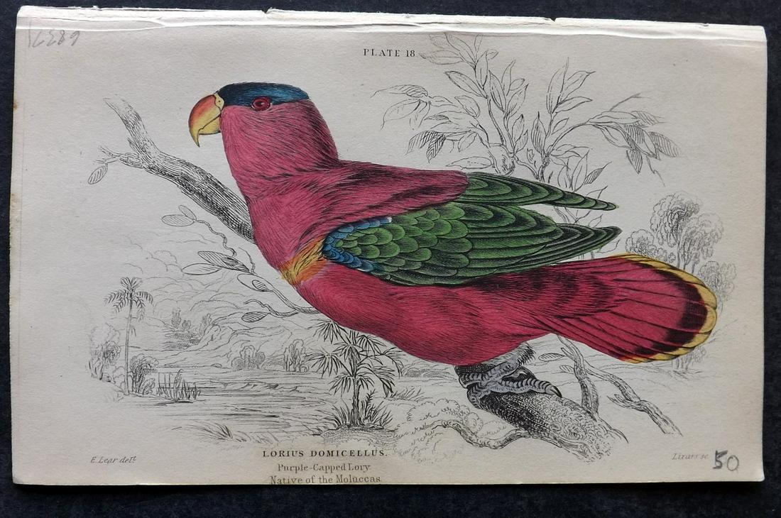 Jardine, William C1840 HC Bird Print Purple Capped Lory (1 of 2)