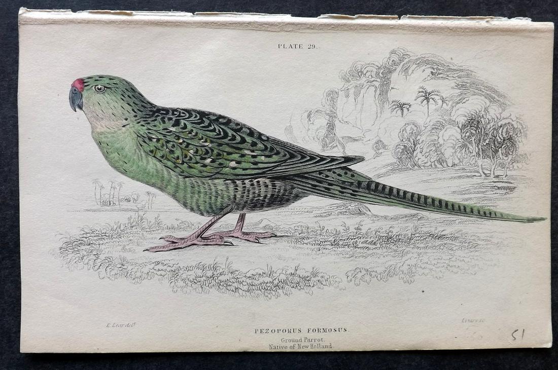 Jardine, William C1840 HC Print Ground Parrot Australia: Hand Colored Steel Engraving/Etching Published 1833-43 by W.H.Lizars, Edinburgh for "The Naturalist's Library" by Sir William Jardine. Paper Size: 6.5 x 4.25 inch (16.5 x 11cm) Good Condition