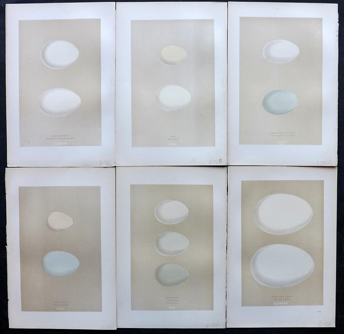 Morris, Francis 1896 Lot of 6 Antique Bird Egg Prints: Woodblocks Published 1896 by John C. Nimmo, London for "A Natural History of the Nests and Eggs of British Birds" By the Rev. Francis Orpen Morris, printed Benjamin Fawcett. Printed in colours and fin