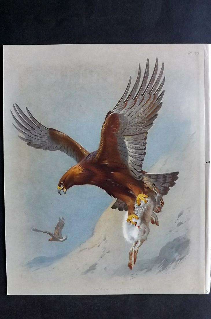 Thorburn, Archibald 1915 Rare Bird Print. Golden Eagle (1 of 2)
