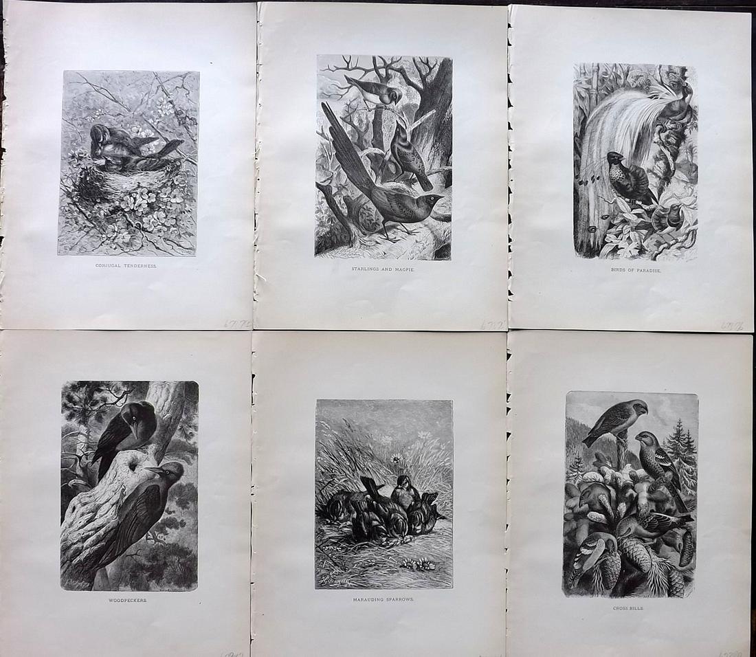 Wood & Prang 1885 Lot of 6 Antique Bird Prints (1 of 2)