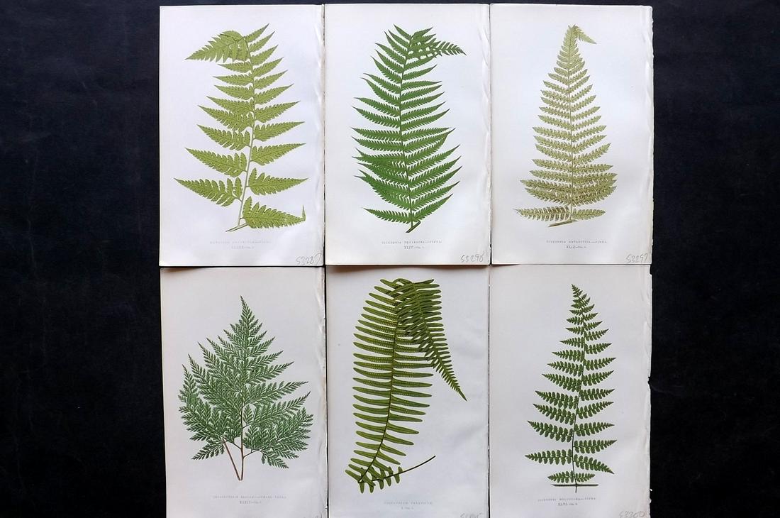 Lowe, Edward 1861 Lot of 6 Antique Fern Prints: Woodblocks Published 1861-64 by Groombridge and Sons, London for "Ferns: British and Exotic" by Edward Lowe. Illustrated by A.F. Lydon. Printed by Benjamin Fawcett. Paper Size: 10 x 7 inch (25 x 18cm)
