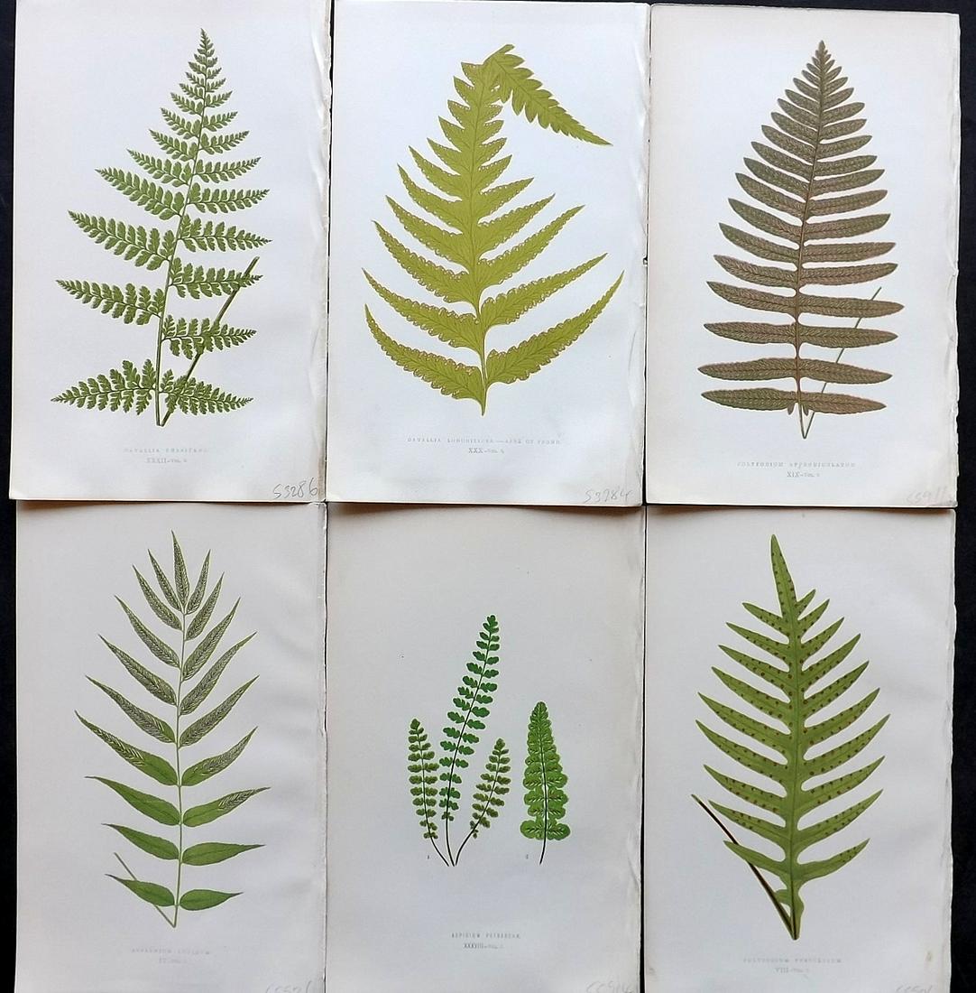 Lowe, Edward 1861 Lot of 6 Antique Fern Prints: Woodblocks Published 1861-64 by Groombridge and Sons, London for "Ferns: British and Exotic" by Edward Lowe. Illustrated by A.F. Lydon. Printed by Benjamin Fawcett. Paper Size: 10 x 7 inch (25 x 18cm)