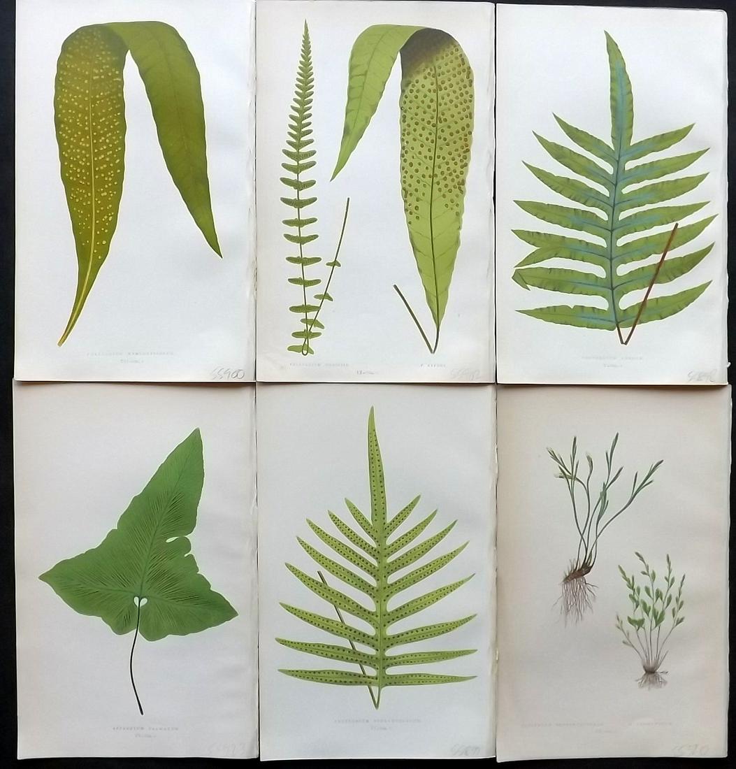 Lowe, Edward 1861 Lot of 6 Antique Fern Prints: Woodblocks Published 1861-64 by Groombridge and Sons, London for "Ferns: British and Exotic" by Edward Lowe. Illustrated by A.F. Lydon. Printed by Benjamin Fawcett. Paper Size: 10 x 7 inch (25 x 18cm)