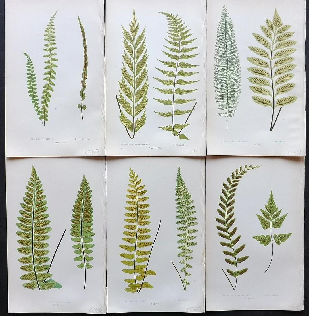 Lowe, Edward 1861 Lot of 6 Antique Fern Prints: Woodblocks Published 1861-64 by Groombridge and Sons, London for "Ferns: British and Exotic" by Edward Lowe. Illustrated by A.F. Lydon. Printed by Benjamin Fawcett. Paper Size: 10 x 7 inch (25 x 18cm)