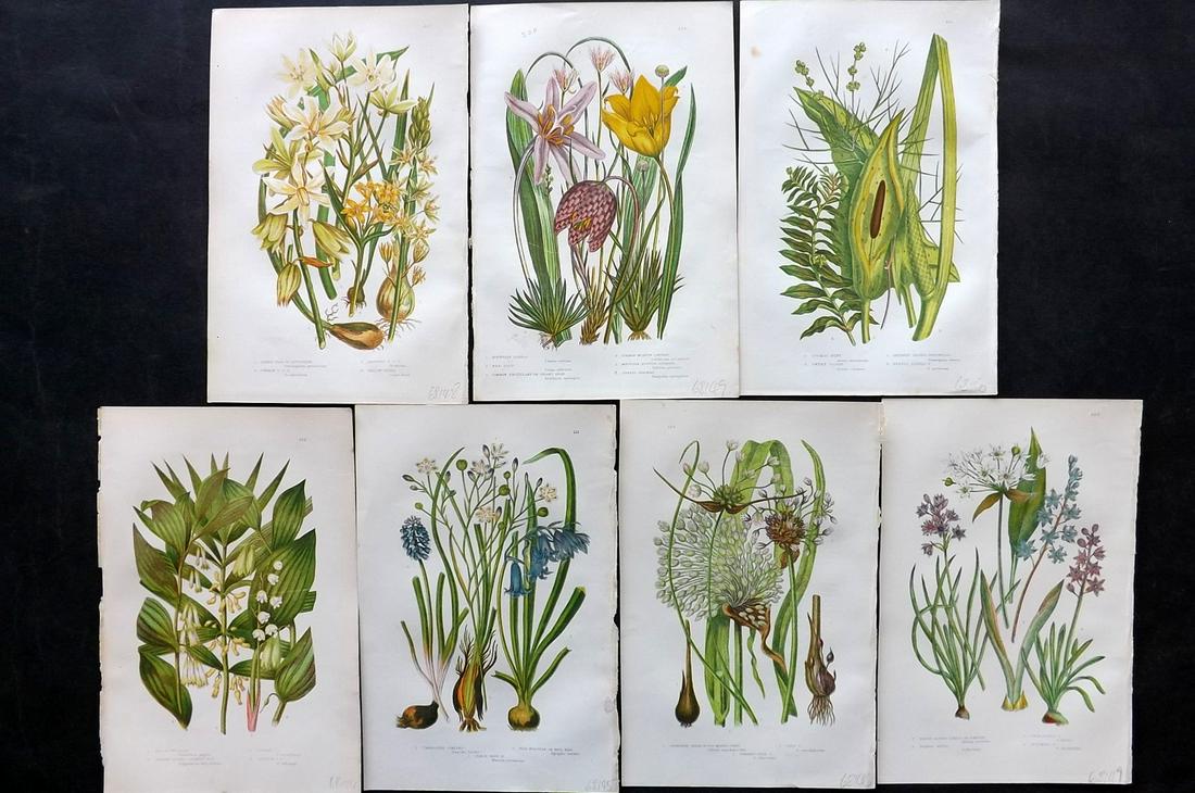 Pratt, Anne 1891 Lot of 7 Antique Botanical Prints: Chromolithographs Published 1891, London for "The Flowering Plants and Ferns of Great Britain" by Anne Pratt. Paper Size: 9.5 x 6 inch (24 x 16cm) Good Condition