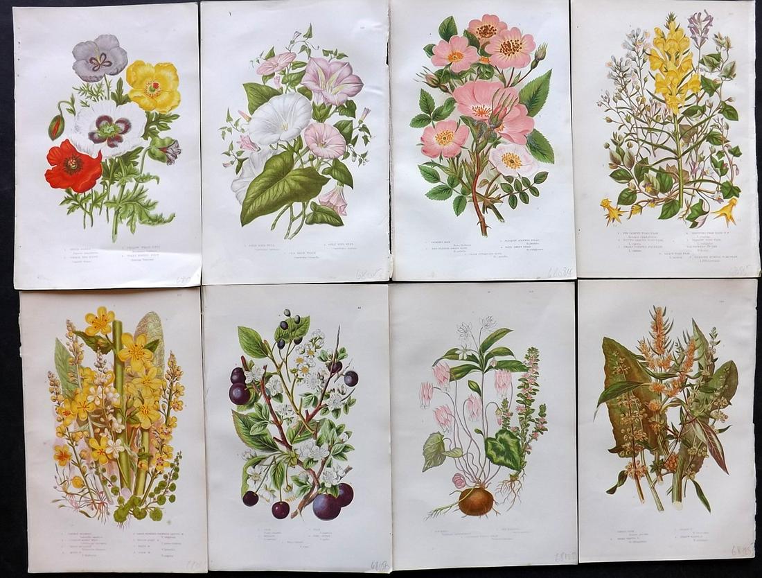 Pratt, Anne 1891 Lot of 8 Antique Botanical Prints: Chromolithographs Published 1891, London for "The Flowering Plants and Ferns of Great Britain" by Anne Pratt. Paper Size: 9.5 x 6 inch (24 x 16cm) Good Condition
