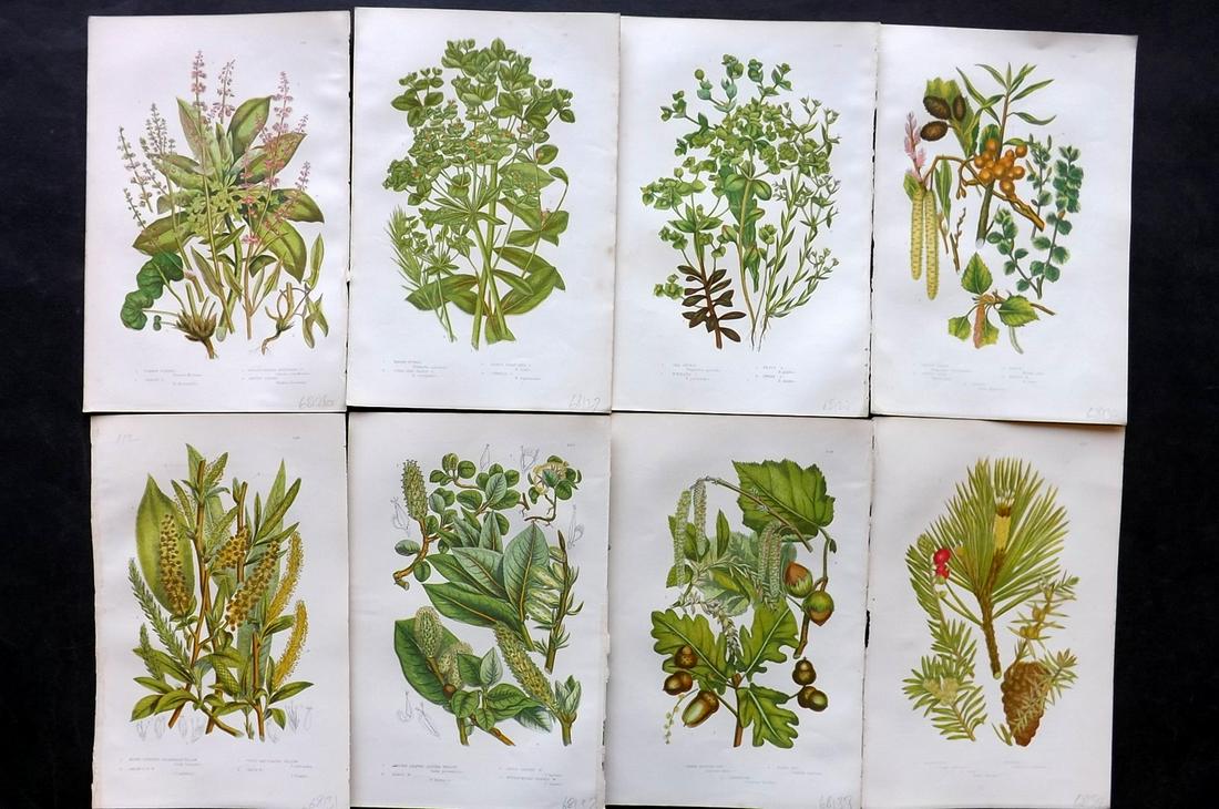 Pratt, Anne 1891 Lot of 8 Antique Botanical Prints: Chromolithographs Published 1891, London for "The Flowering Plants and Ferns of Great Britain" by Anne Pratt. Paper Size: 9.5 x 6 inch (24 x 16cm) Good Condition