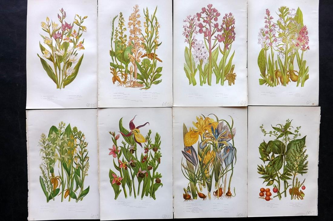 Pratt, Anne 1891 Lot of 8 Antique Botanical Prints: Chromolithographs Published 1891, London for "The Flowering Plants and Ferns of Great Britain" by Anne Pratt. Paper Size: 9.5 x 6 inch (24 x 16cm) Good Condition