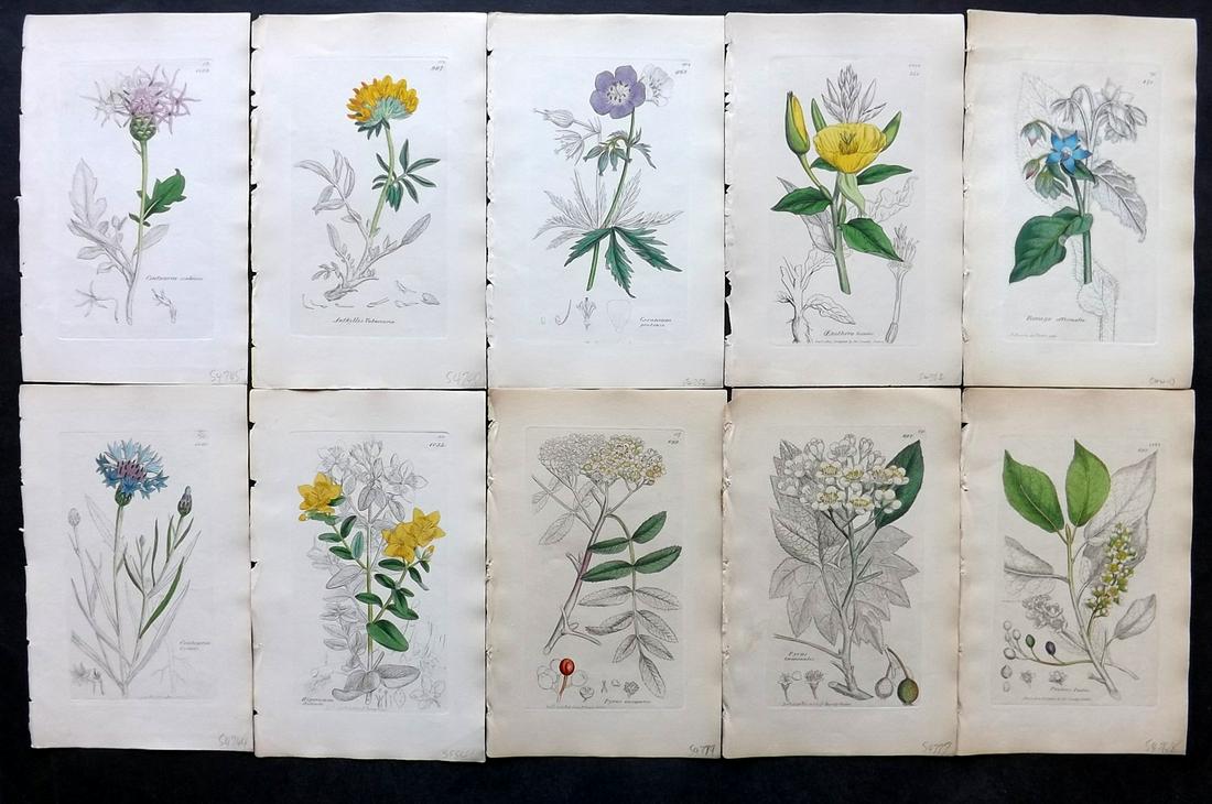 Sowerby, James C1840 Lot 10 Part HCol Botanical Prints: Partial Hand Colored Etchings only (as issued) Published London, 1832-46 for "English Botany; or, Coloured Figures of British Plants…" Second Edition by James Sowerby and Edward Smith. Paper Size: 9