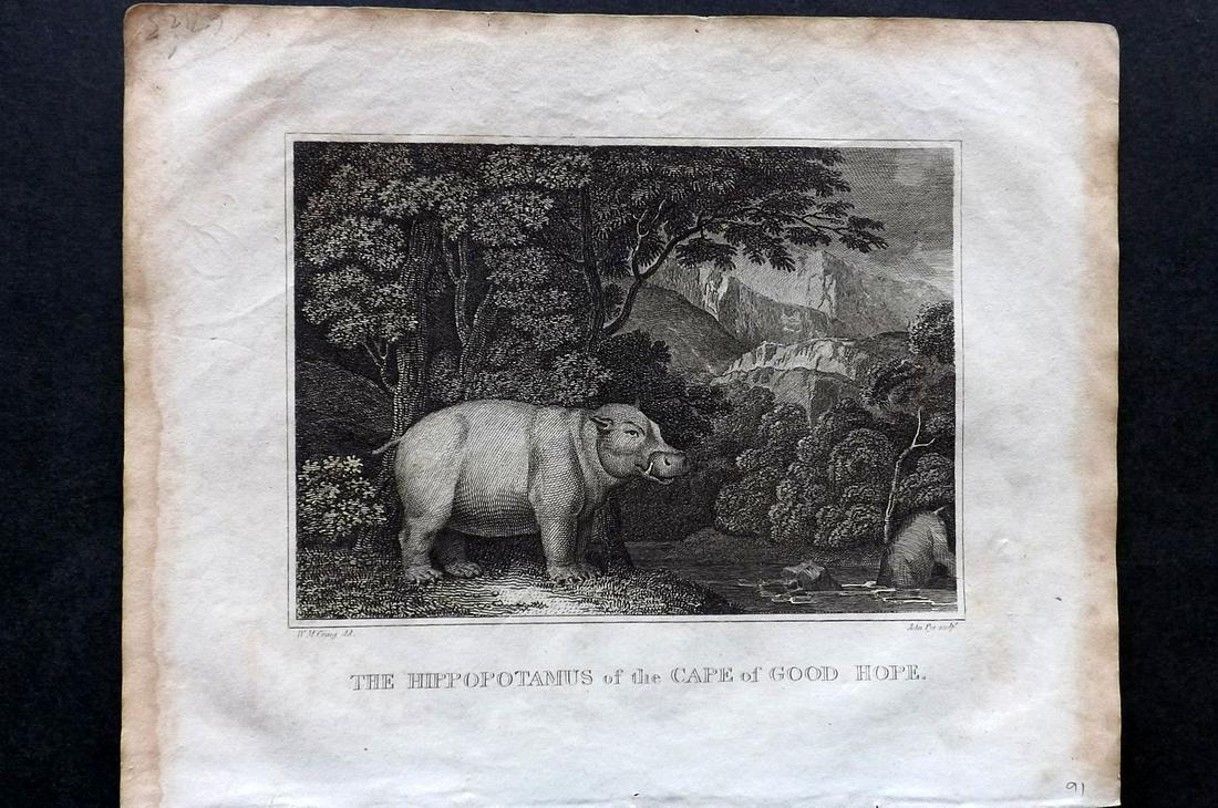 Barclay, James C1800 Print. Hippo of Cape of Good Hope (1 of 2)
