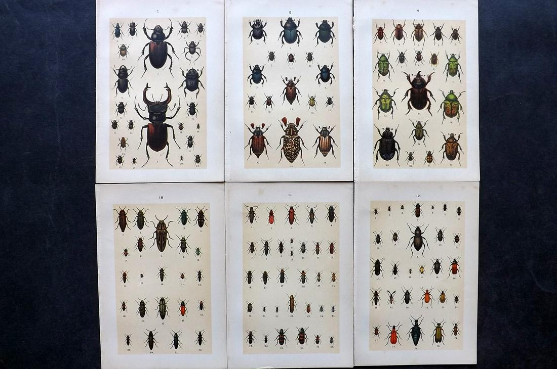 Hofmann & Kirby 1902 Lot of 6 Beetle Prints. Insects: Chromolithographs Published 1908, London for "The Young Beetle-Collectors Handbook" by Dr. E. Hofmann. Illustrated by William Kirby. Paper Size: 7.5 x 5 inch (19 x 13cm) Good Condition