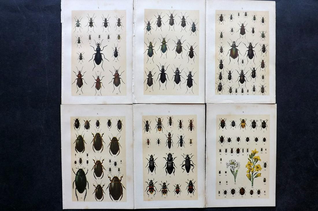 Hofmann & Kirby 1902 Lot of 6 Beetle Prints. Insects: Chromolithographs Published 1908, London for "The Young Beetle-Collectors Handbook" by Dr. E. Hofmann. Illustrated by William Kirby. Paper Size: 7.5 x 5 inch (19 x 13cm) Good Condition