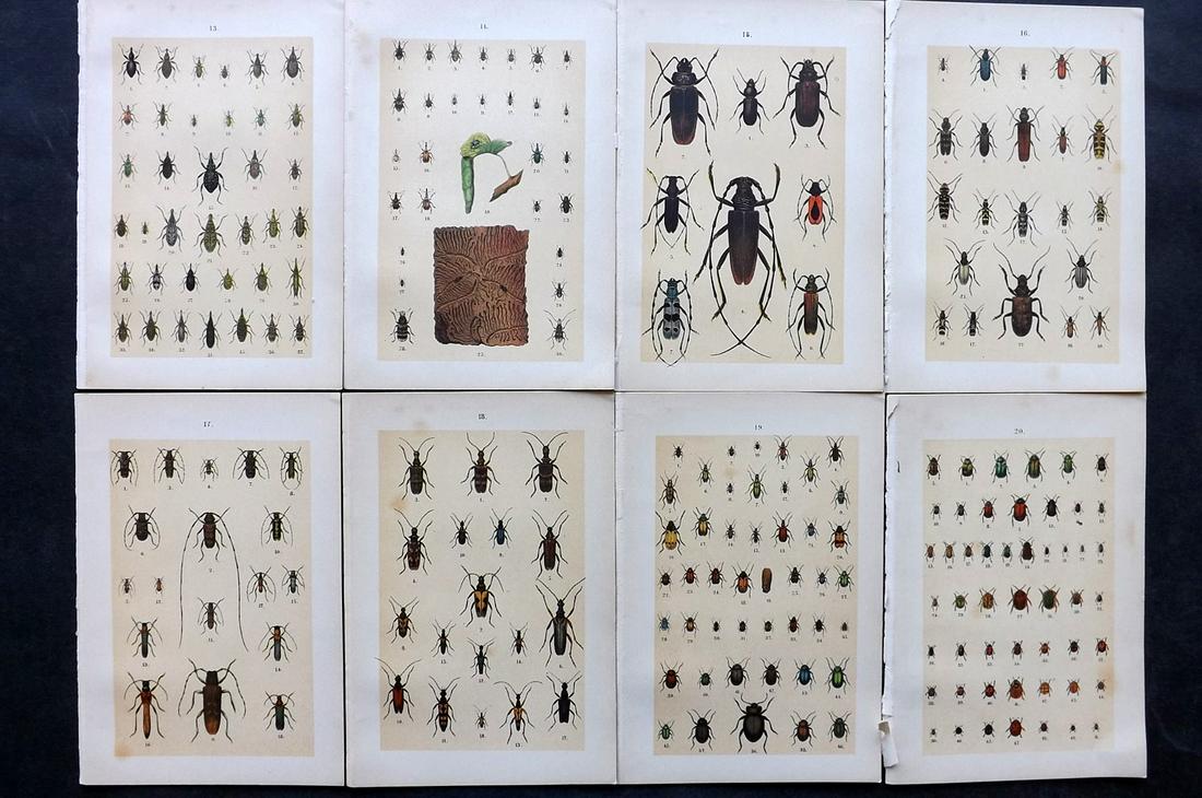 Hofmann & Kirby 1902 Lot of 8 Beetle Prints. Insects: Chromolithographs Published 1908, London for "The Young Beetle-Collectors Handbook" by Dr. E. Hofmann. Illustrated by William Kirby. Paper Size: 7.5 x 5 inch (19 x 13cm) Good Condition