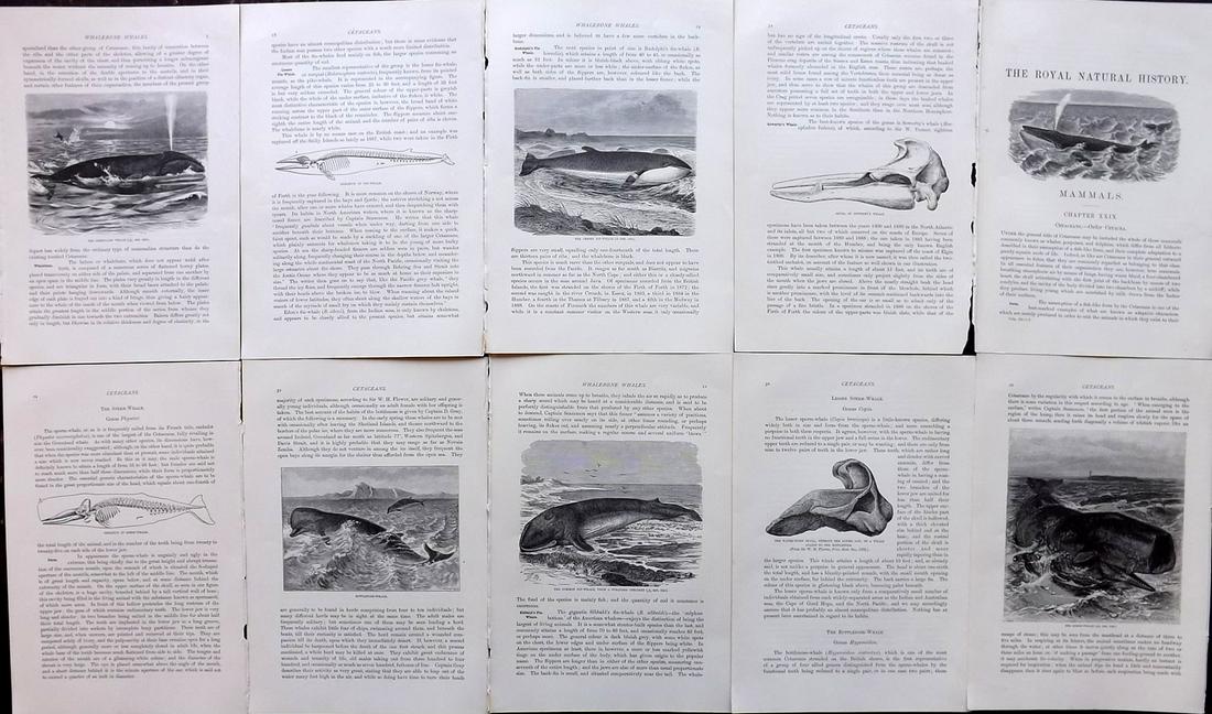 Lydekker, Richard 1895 Lot of 10 Illus. Sheets. Whales: Wood Engravings with surrounding and verso text, all relating to Whales. Published 1894-95, London for "The Royal Natural History" by Richard Lydekker. Illustrated by Smit, Keulemans, Wolf and others.