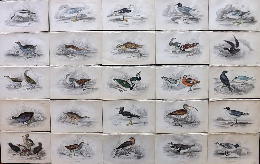 Jardine, William C1840 Lot of 25 HC British Bird Prints (1 of 9)