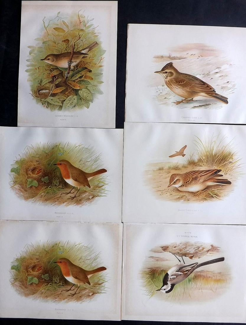 Butler, Arthur 1908 Lot of 6 Antique Bird Prints: Chromolithographs Published 1907-08, London for "Birds of Great Britain and Ireland..." by Arthur G. Butler. Illustrated by H. Gronvold & F. W. Frohawk. Paper Size: 11 x 8.5 inch (28 x 22cm) Good Cond