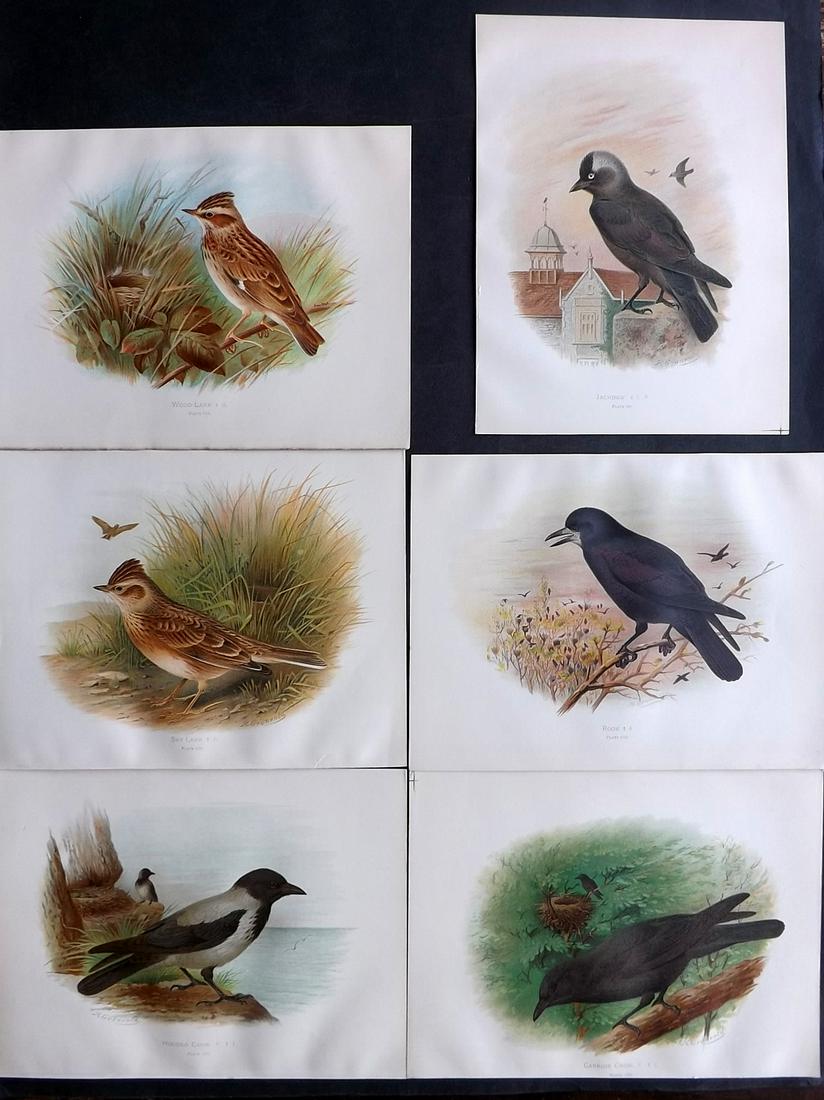 Butler, Arthur 1908 Lot of 6 Antique Bird Prints: Chromolithographs Published 1907-08, London for "Birds of Great Britain and Ireland..." by Arthur G. Butler. Illustrated by H. Gronvold & F. W. Frohawk. Paper Size: 11 x 8.5 inch (28 x 22cm) Good Cond