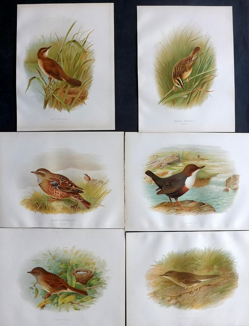 Butler, Arthur 1908 Lot of 6 Antique Bird Prints (1 of 2)