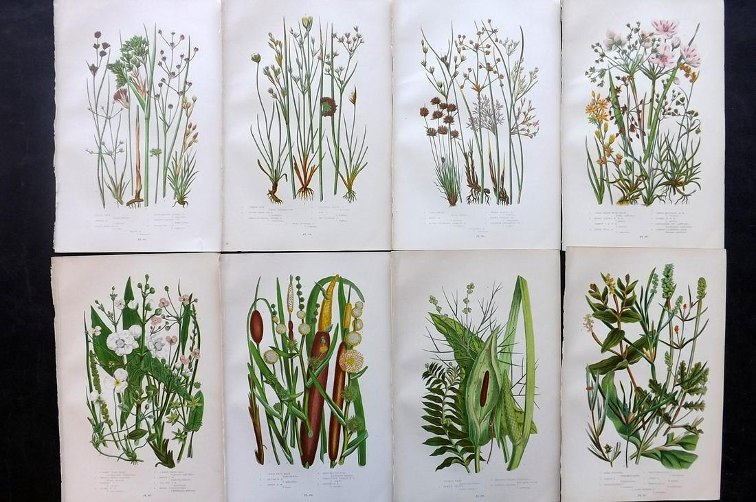 Pratt, Anne 1891 Lot of 8 Antique Botanical Prints: Chromolithographs Published 1891, London for "The Flowering Plants and Ferns of Great Britain" by Anne Pratt. Paper Size: 9.5 x 6 inch (24 x 16cm) Good Condition