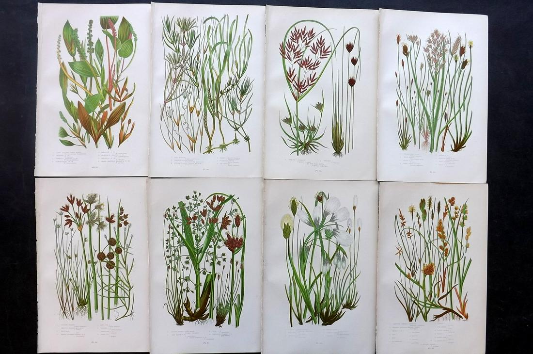 Pratt, Anne 1891 Lot of 8 Antique Botanical Prints: Chromolithographs Published 1891, London for "The Flowering Plants and Ferns of Great Britain" by Anne Pratt. Paper Size: 9.5 x 6 inch (24 x 16cm) Good Condition