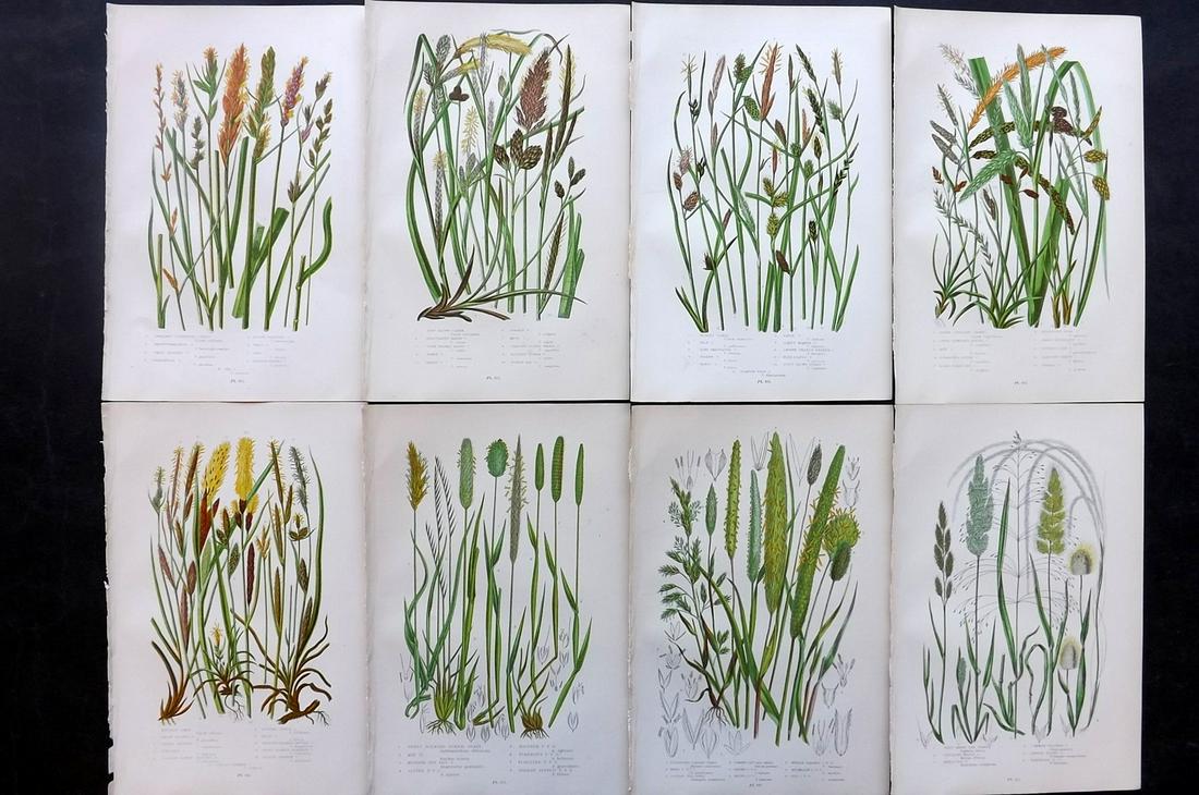 Pratt, Anne 1891 Lot of 8 Antique Botanical Prints: Chromolithographs Published 1891, London for "The Flowering Plants and Ferns of Great Britain" by Anne Pratt. Paper Size: 9.5 x 6 inch (24 x 16cm) Good Condition