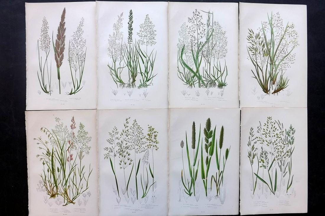 Pratt, Anne 1891 Lot of 8 Antique Botanical Prints: Chromolithographs Published 1891, London for "The Flowering Plants and Ferns of Great Britain" by Anne Pratt. Paper Size: 9.5 x 6 inch (24 x 16cm) Good Condition
