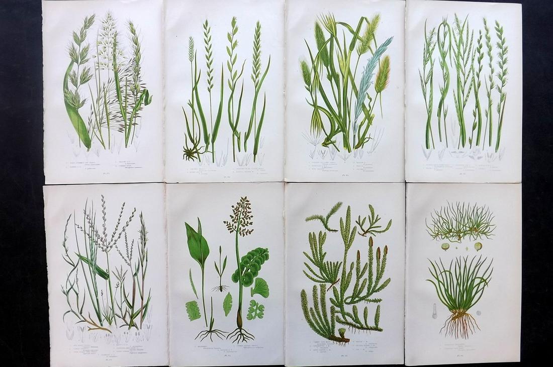 Pratt, Anne 1891 Lot of 8 Antique Botanical Prints: Chromolithographs Published 1891, London for "The Flowering Plants and Ferns of Great Britain" by Anne Pratt. Paper Size: 9.5 x 6 inch (24 x 16cm) Good Condition