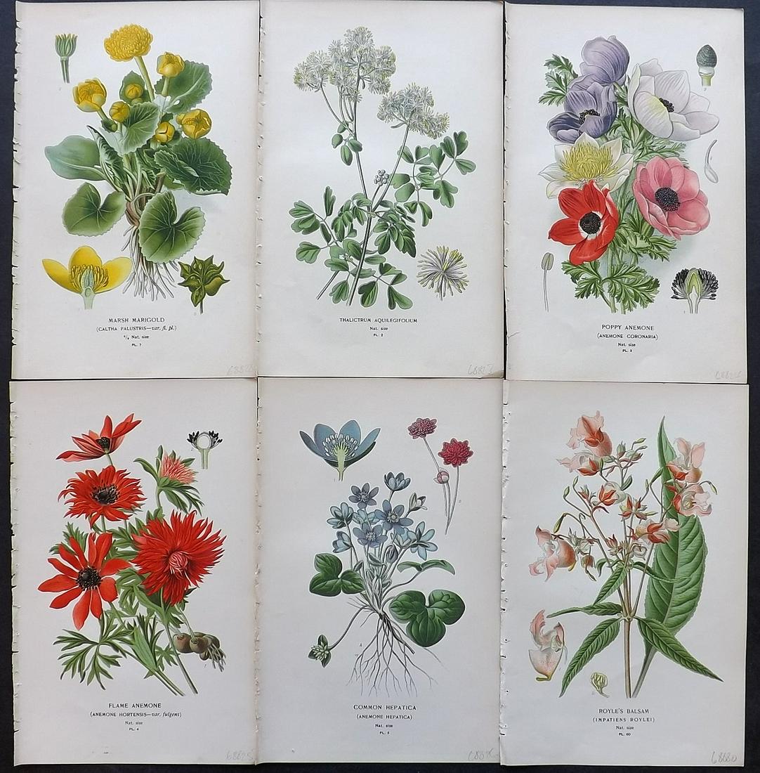 Step, Edward 1897 Lot of 6 Botanical Prints: Chromolithographs Published 1896-97 by Frederick Warne & Co., London for "Favourite Flowers of Garden and Greenhouse" by Edward Step and William Watson. Paper Size: 9.5 x 6 inch (24 x 15cm) Good Condi