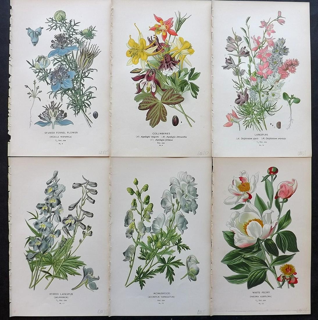 Step, Edward 1897 Lot of 6 Botanical Prints: Chromolithographs Published 1896-97 by Frederick Warne & Co., London for "Favourite Flowers of Garden and Greenhouse" by Edward Step and William Watson. Paper Size: 9.5 x 6 inch (24 x 15cm) Good Condi