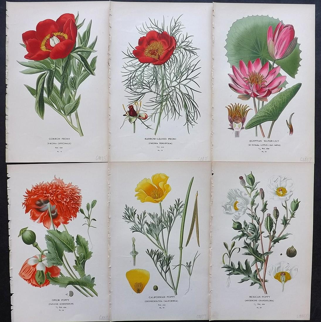 Step, Edward 1897 Lot of 6 Botanical Prints: Chromolithographs Published 1896-97 by Frederick Warne & Co., London for "Favourite Flowers of Garden and Greenhouse" by Edward Step and William Watson. Paper Size: 9.5 x 6 inch (24 x 15cm) Good Condi