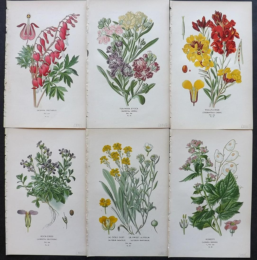 Step, Edward 1897 Lot of 6 Botanical Prints: Chromolithographs Published 1896-97 by Frederick Warne & Co., London for "Favourite Flowers of Garden and Greenhouse" by Edward Step and William Watson. Paper Size: 9.5 x 6 inch (24 x 15cm) Good Condi