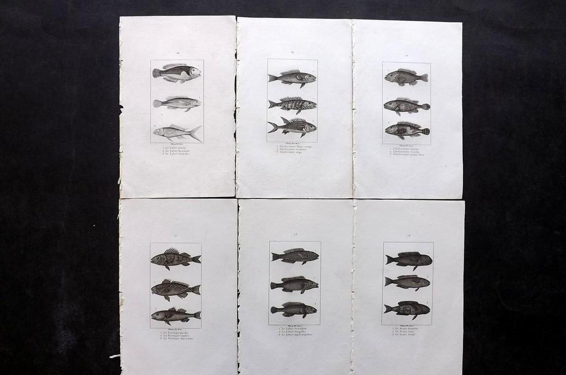 Buffon & Cuvier 1831 Lot of 6 Antique Fish Prints (1 of 2)