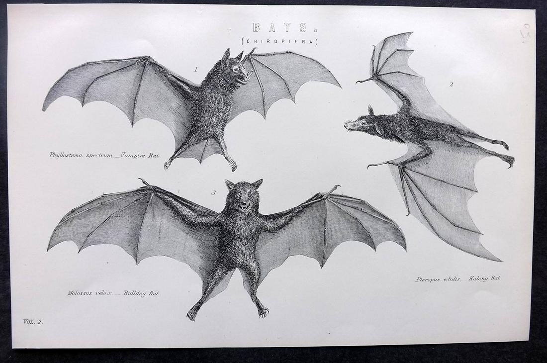 Nat. Encyclo. 1890's Antique Print. Bats (1 of 2)