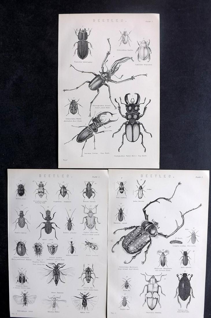 Nat. Encyclo. 1890's Lot of 3 Prints. Beetles (1 of 2)