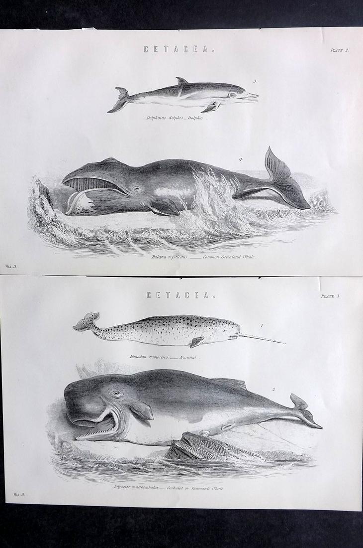 Nat. Encyclo. 1890's Pair of Prints. Whales (1 of 2)