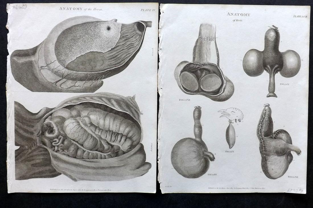 Rees, Abraham 1820 Pair Print. Bird & Horse Anatomy (1 of 2)