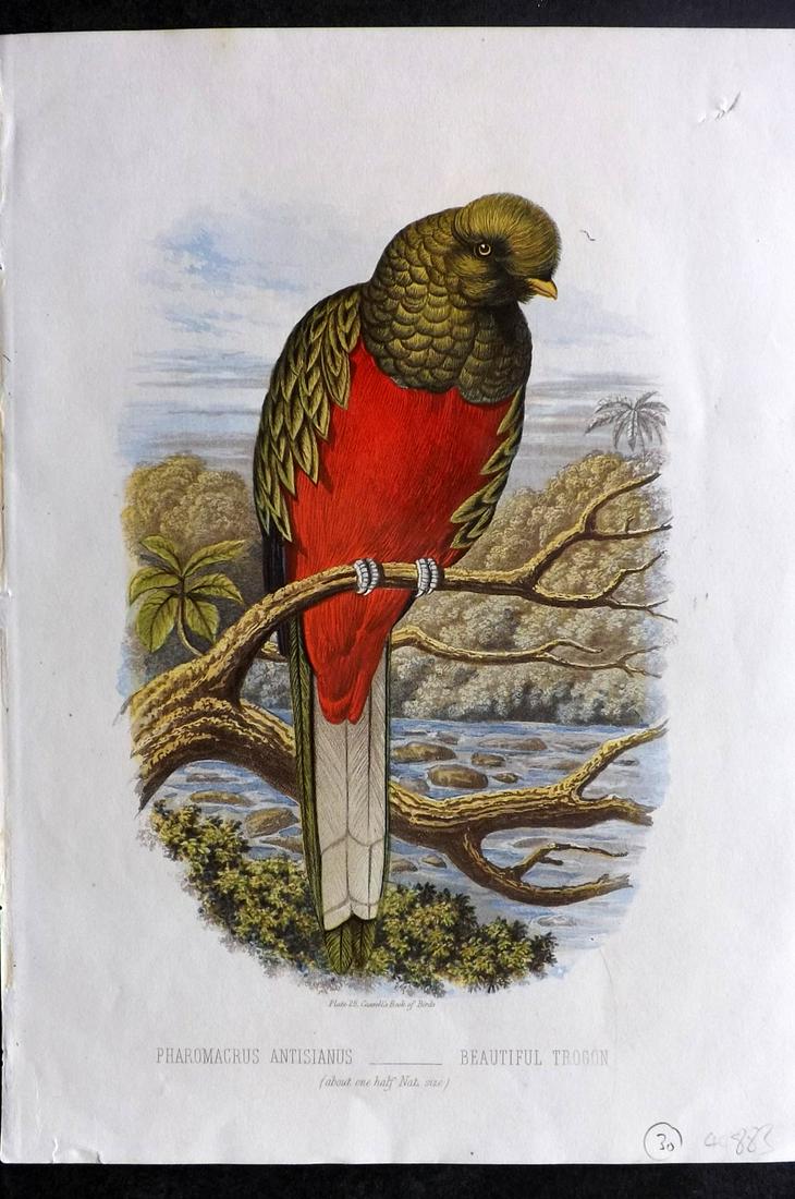 Jones, Thomas 1869 Bird Print. Beautiful Trogon (1 of 2)