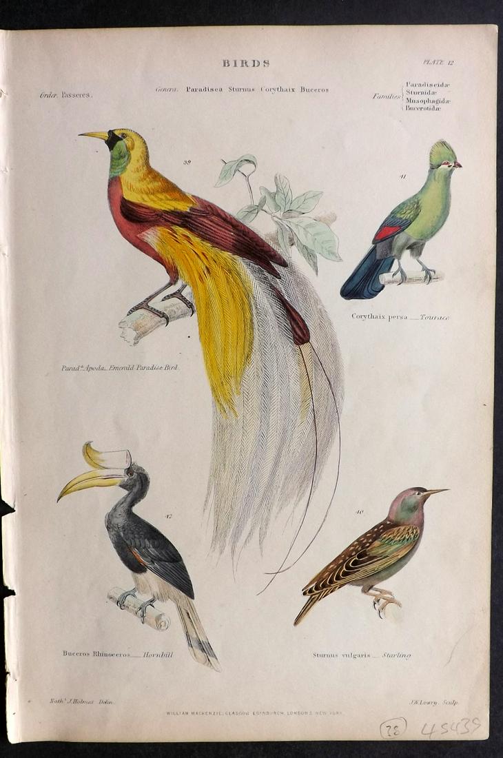 Richardson, John 1862 HC Bird of Paradise Print etc (1 of 2)