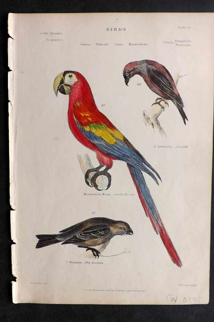 Richardson, John 1862 HC Bird Print. Scarlet Macaw etc: Hand Colored Steel Engravings/Etchings Published 1859-62 by William Mackenzie, Edinburgh & London for "The Museum of Natural History" by John Richardson. Paper Size: 10.5 x 7 inch (27 x 18cm) Very min