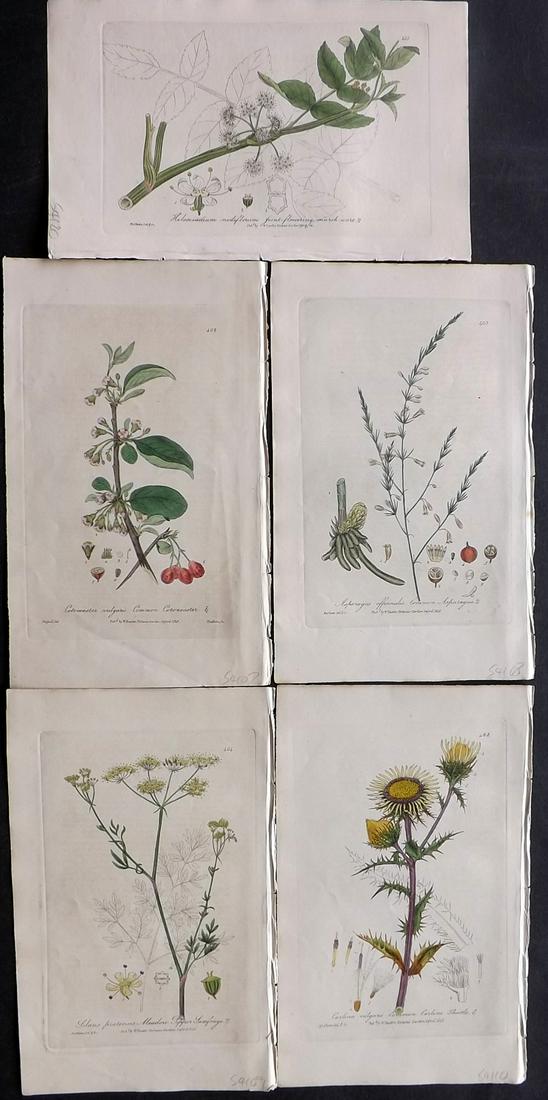 Baxter, William 1843 Lot of 5 Hand Col Botanical Prints: Hand Colored Etchings Published 1834-43, Oxford for "British Phaenogamous Botany; or, Figures and Descriptions of British Flowering Plants" by William Baxter. Paper Size: 9 x 5.5 inch (23 x 14cm) Good