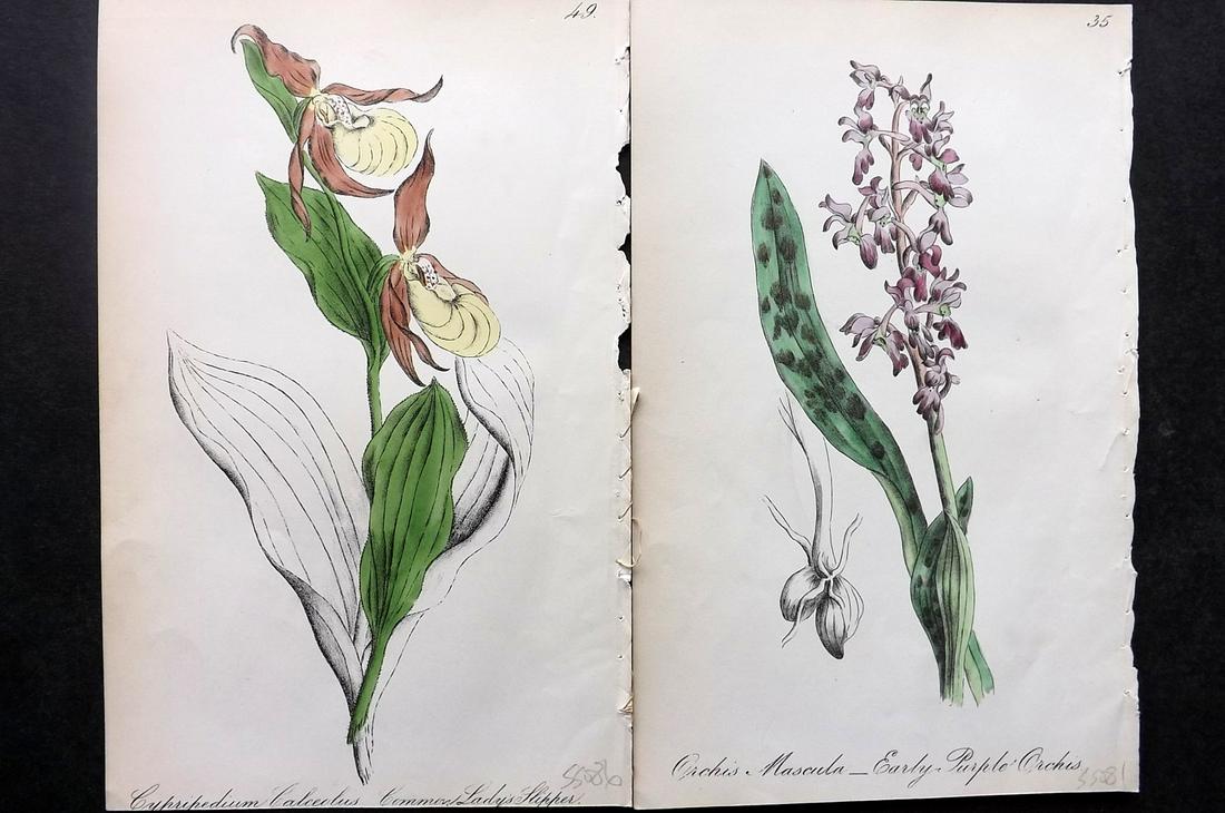 Hogg & Johnson C1870 Pair of HC Prints - Orchids: Hand Coloured Lithographs Published 1863-1880, London for "The Wild Flowers of Great Britain" by Robert Hogg & George W. Johnson. Paper Size: 9 x 5.5 inch (23 x 14cm) Occasional backround tone spots. 