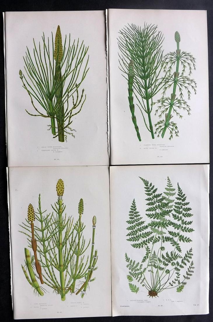 Pratt, Anne 1899 Lot of 4 Antique Botanical Prints: Chromolithographs Published 1899, London for "The Flowering Plants and Ferns of Great Britain" by Anne Pratt. Paper Size: 9.5 x 6 inch (24 x 16cm) Good Condition